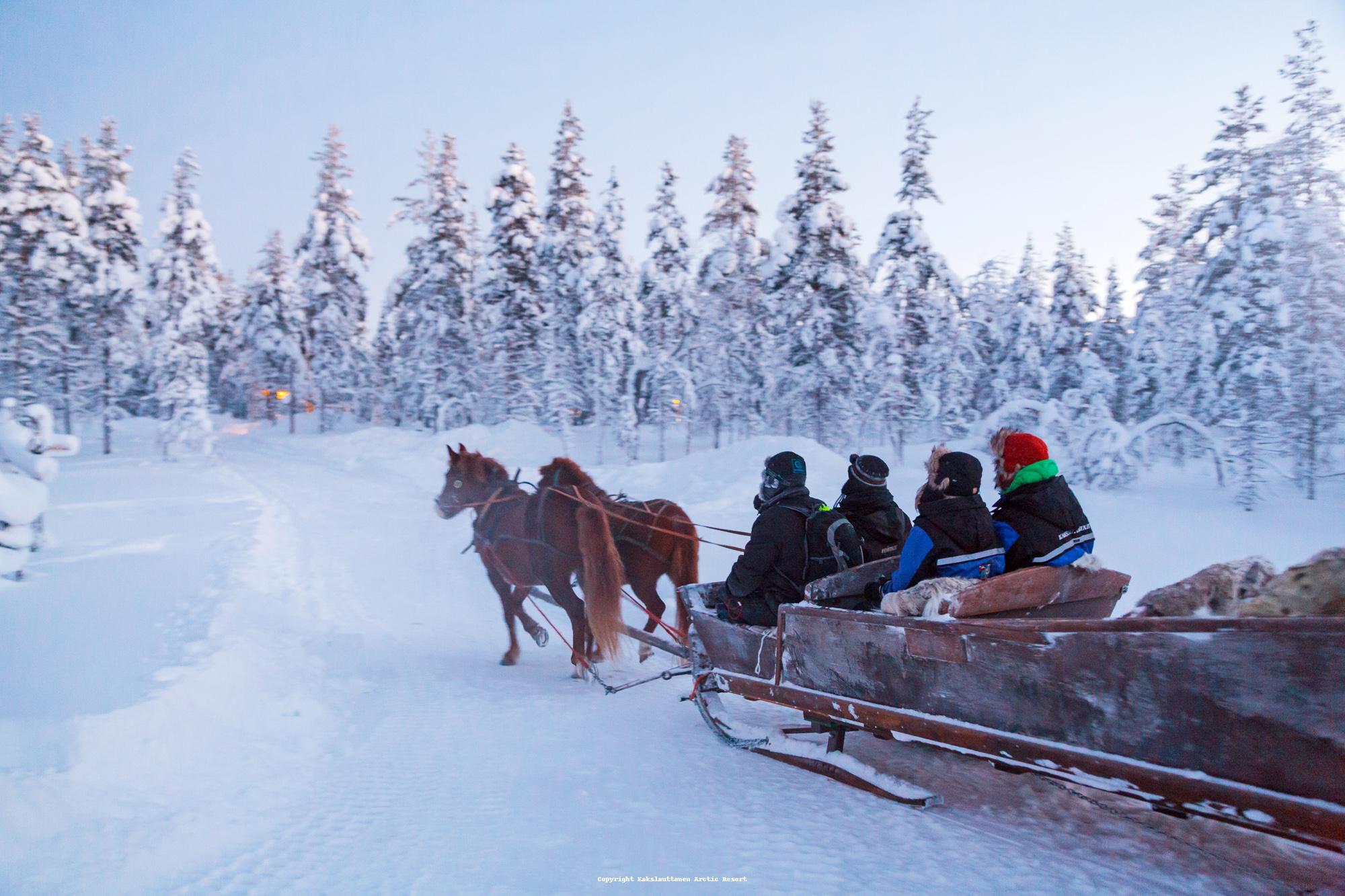 Horse Sledge winter